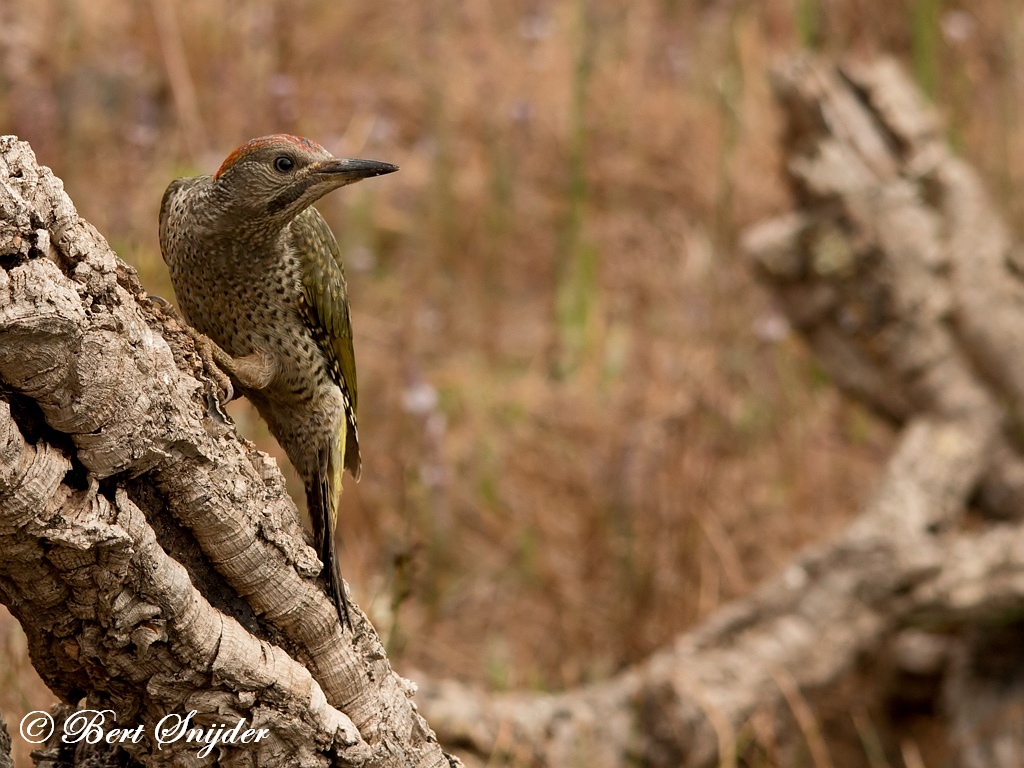 Iberian Green Woodpecker Birding Portugal