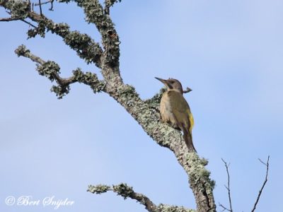 Iberian Green Woodpecker Birding Portugal