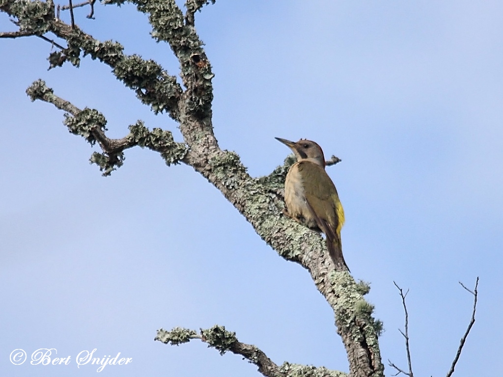 Iberian Green Woodpecker