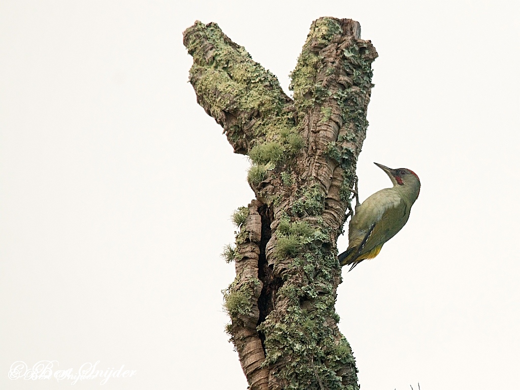 Iberian Green Woodpecker Birding Portugal