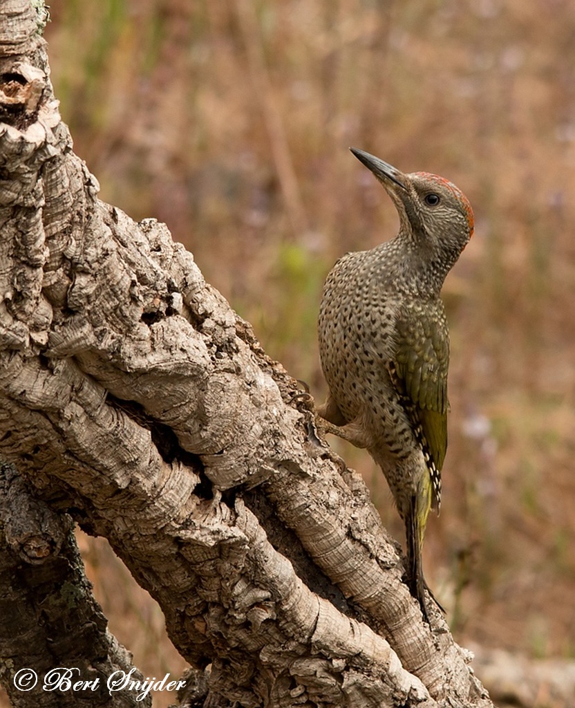 Iberian Green Woodpecker Birding Portugal