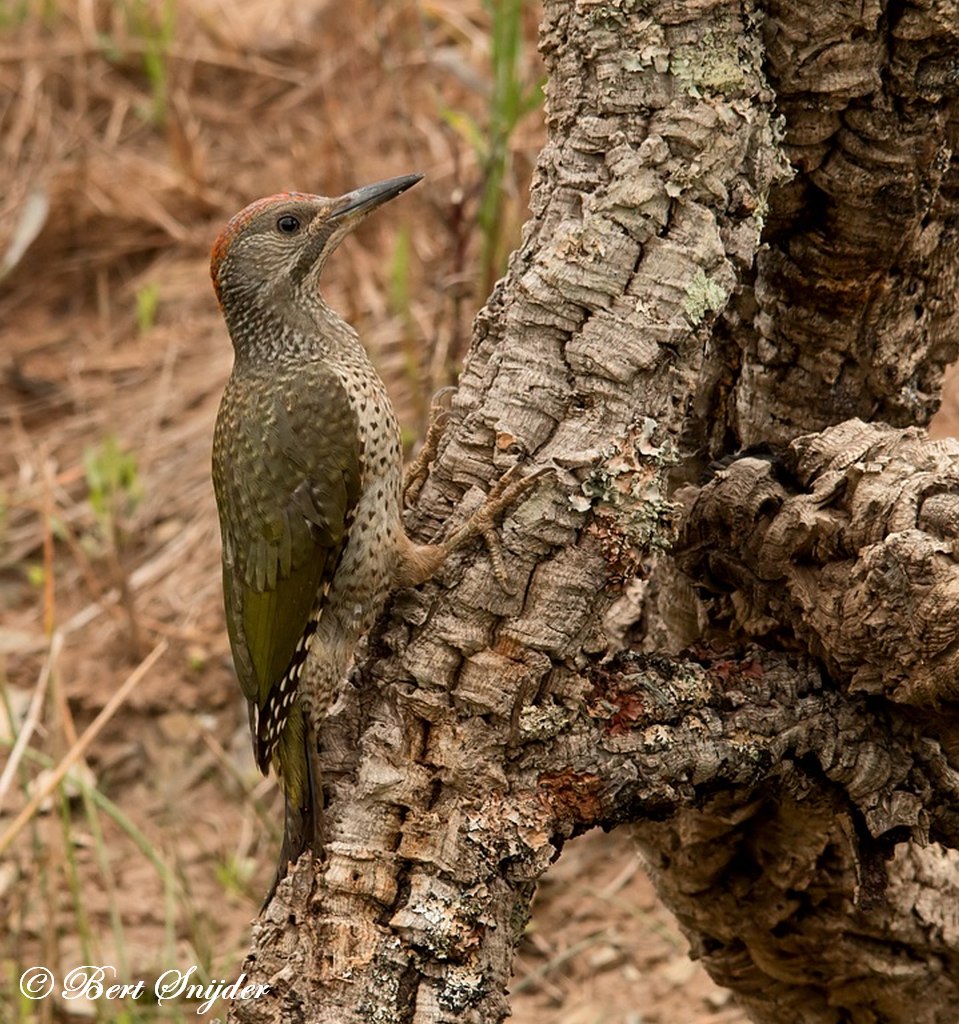 Iberian Green Woodpecker Birding Portugal