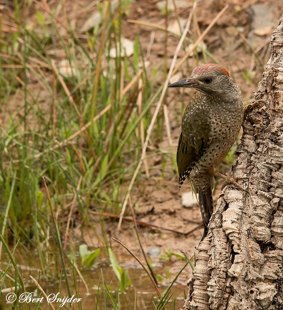 Iberian Green Woodpecker Birding Portugal