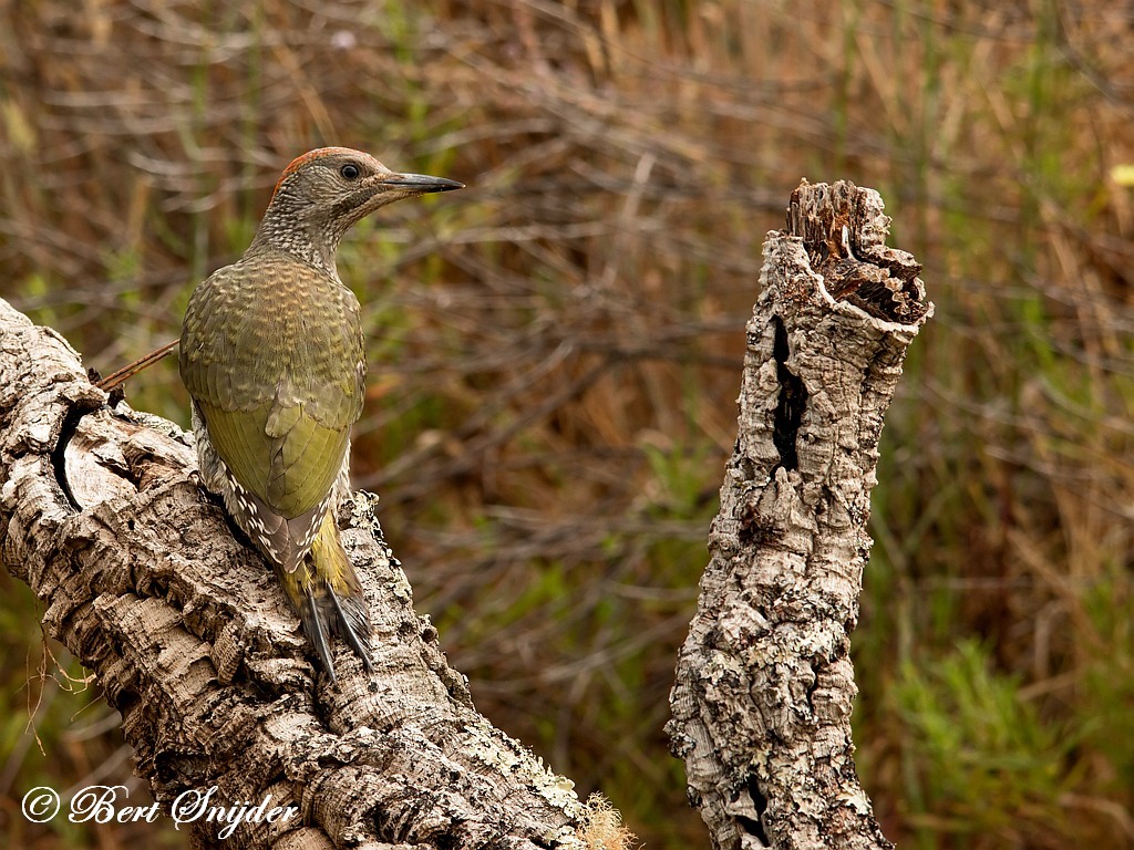 Iberian Green Woodpecker Birding Portugal