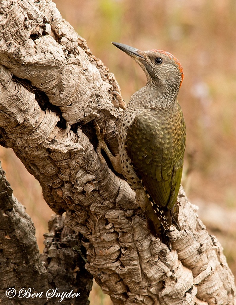 Iberian Green Woodpecker Birding Portugal