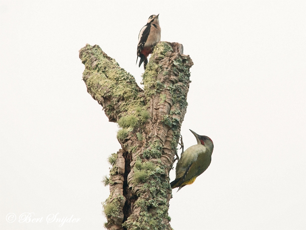 Iberian Green Woodpecker Birding Portugal