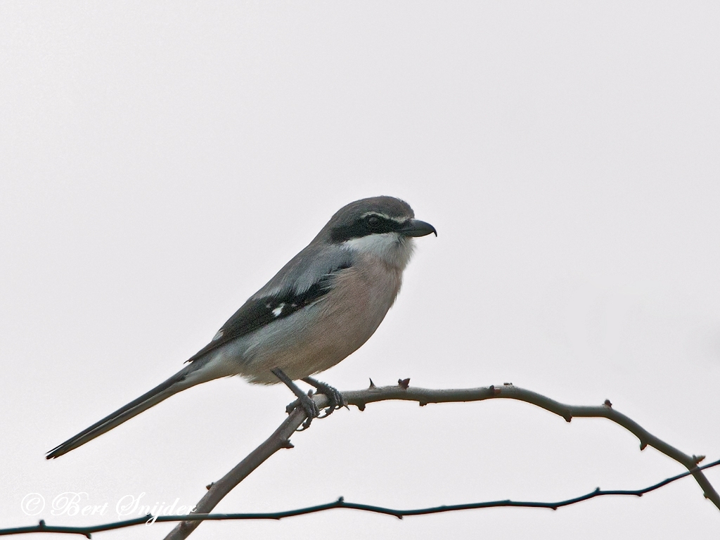 Iberian Grey Shrike Bird Hide BSP2 Portugal