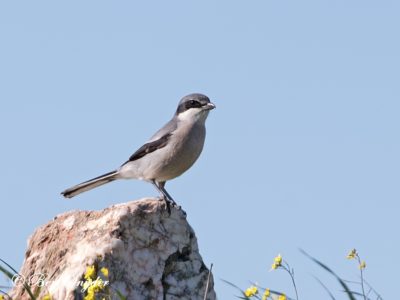 Iberian Grey Shrike Birding Portugal