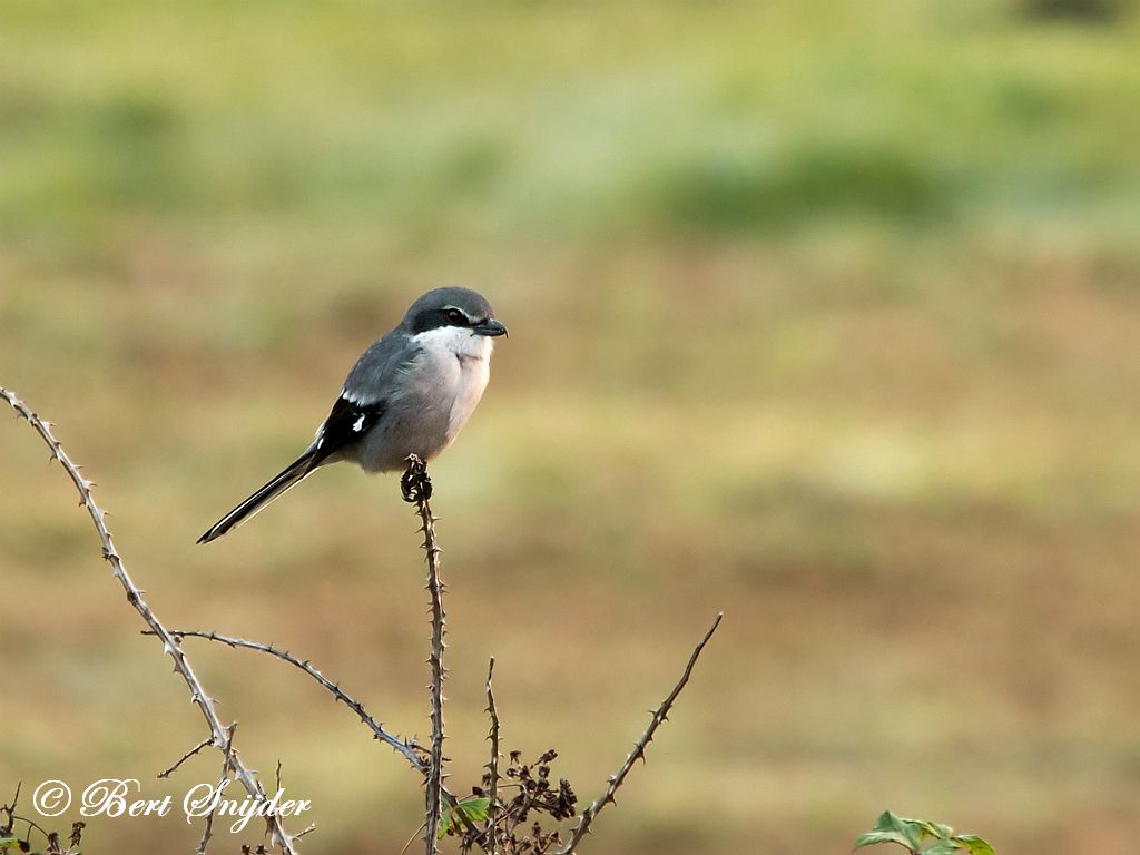 Iberian Grey Shrike Birding Portugal