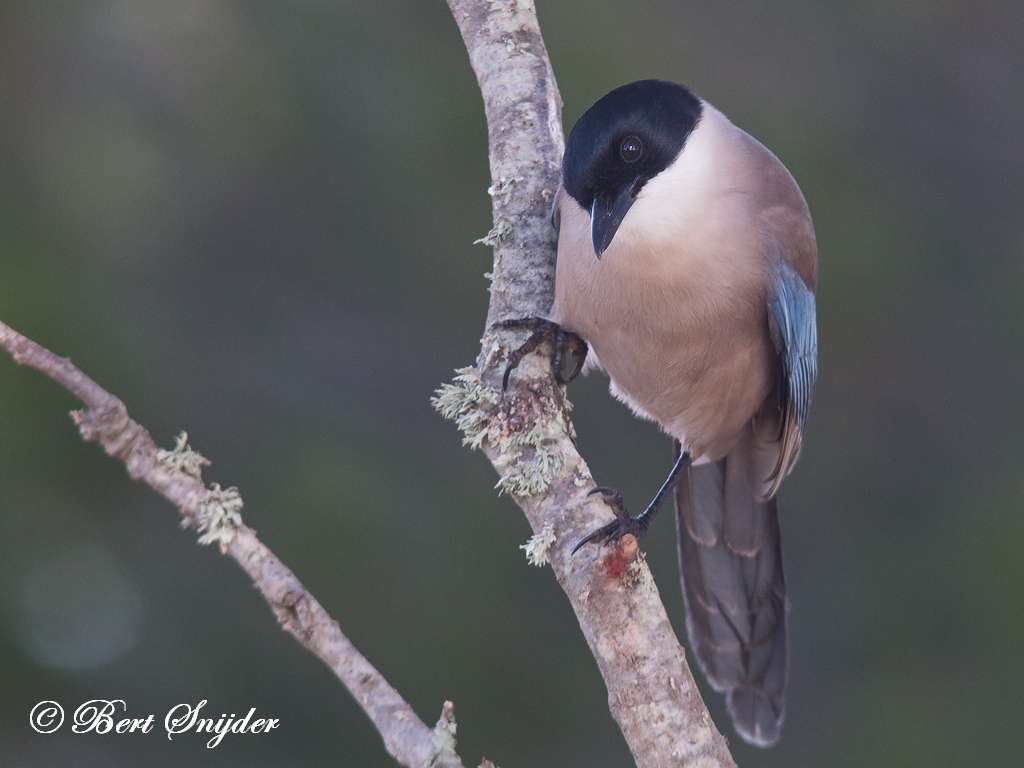 Iberian Magpie Birding Portugal