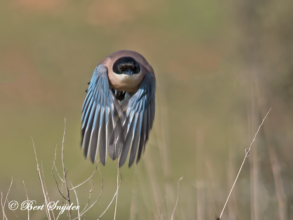 Iberian Magpie Birding Portugal