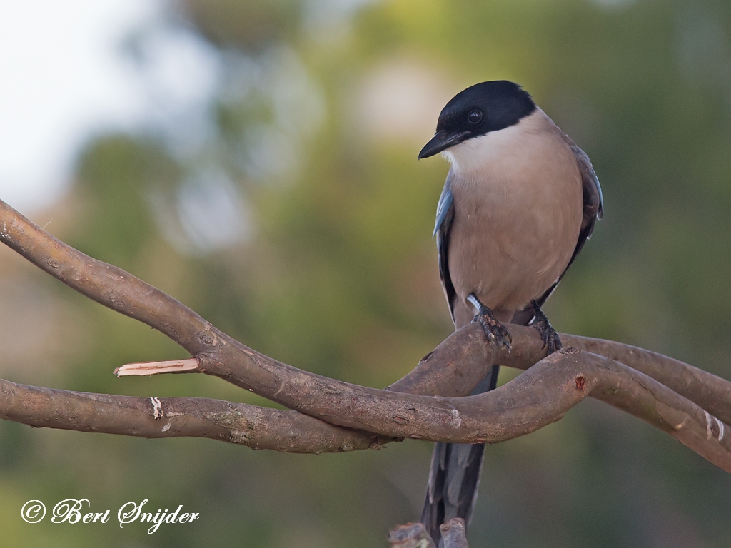 Iberian Magpie Birding Portugal