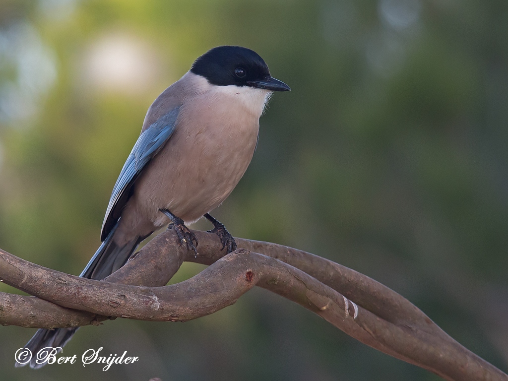 Iberian Magpie Birding Portugal