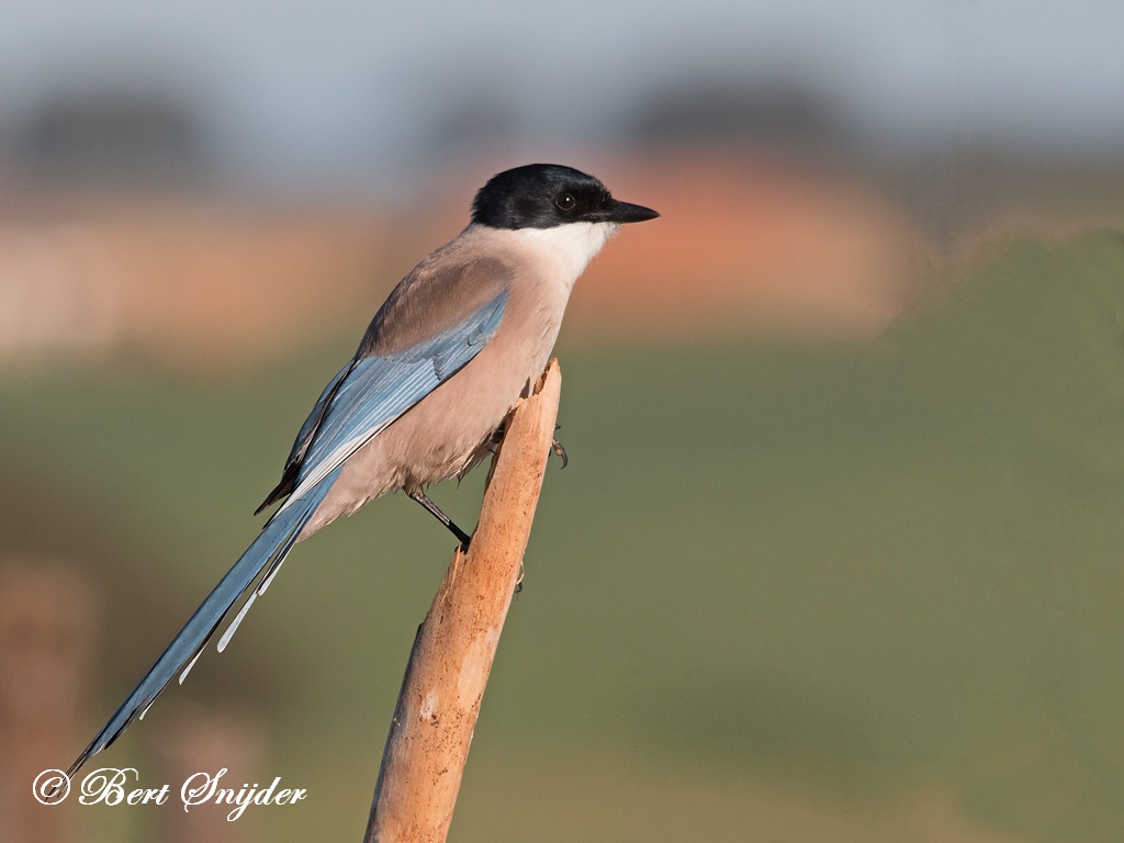 Iberian Magpie Birding Portugal