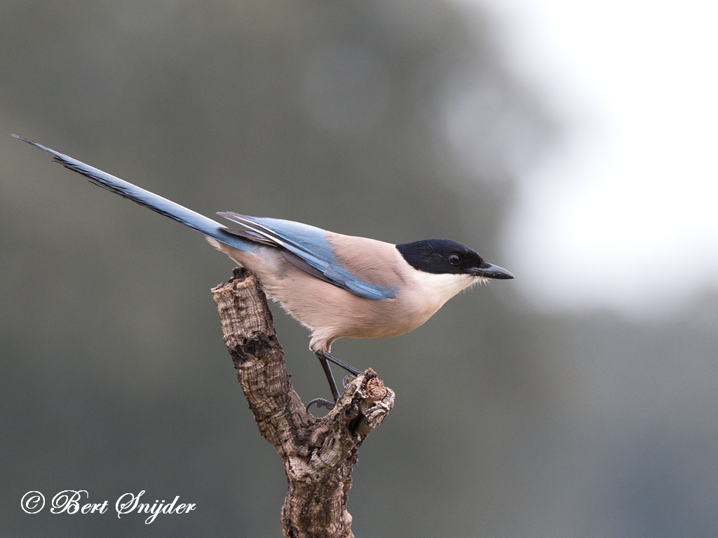 Iberian Magpie Birding Portugal