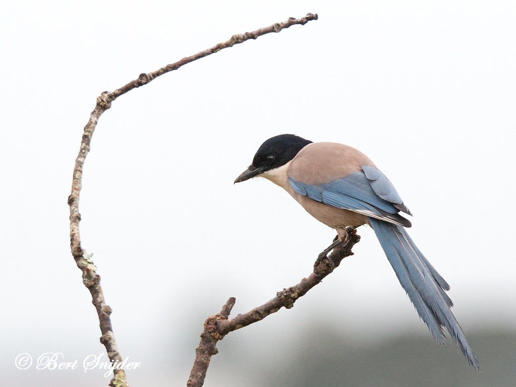 Iberian Magpie Bird Hide BSP5 Portugal