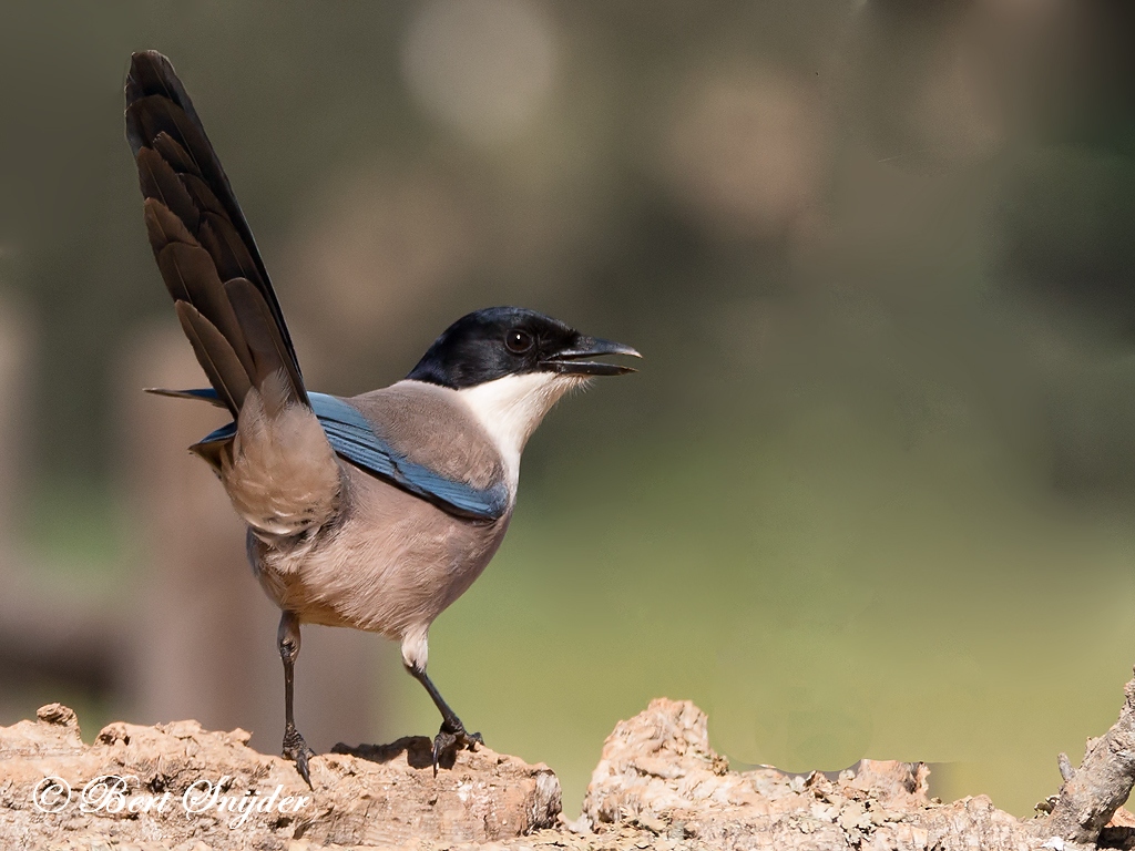 Iberian Magpie Birding Portugal