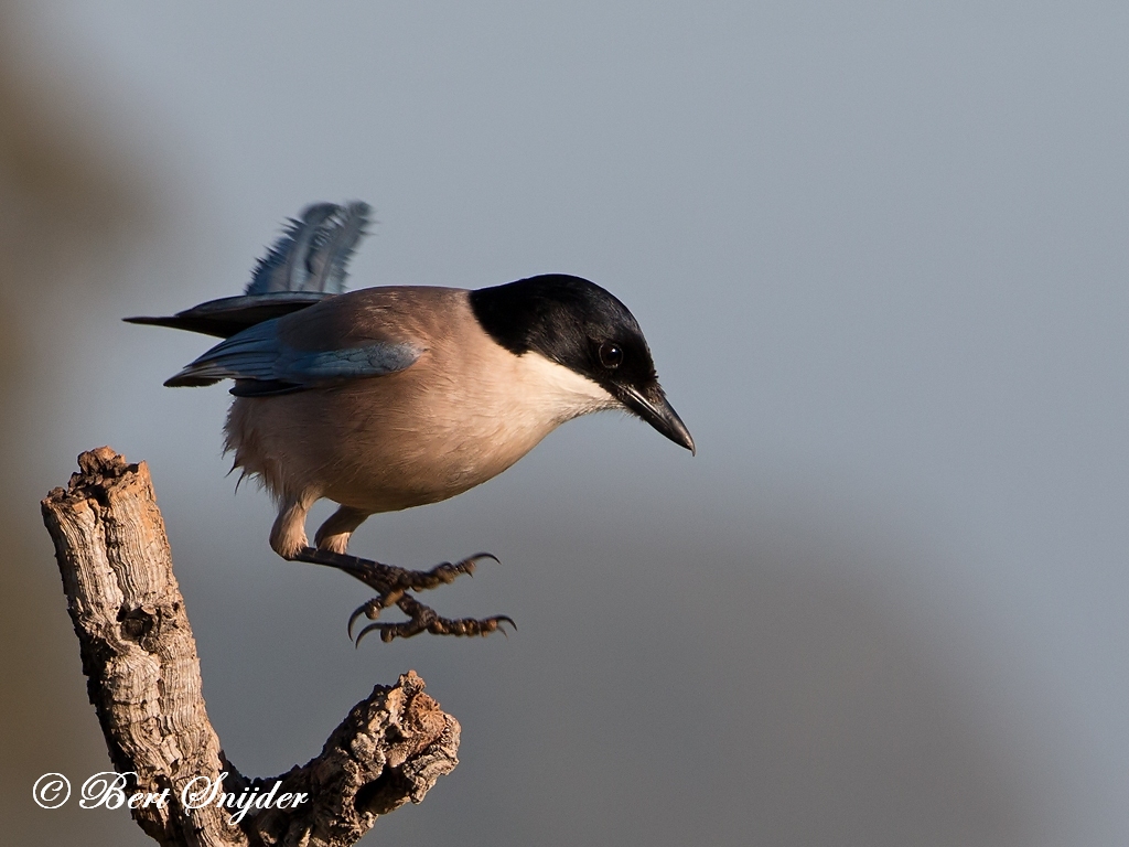 Iberian Magpie Birding Portugal