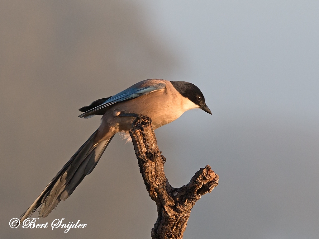 Iberian Magpie Bird Hide BSP5 Portugal