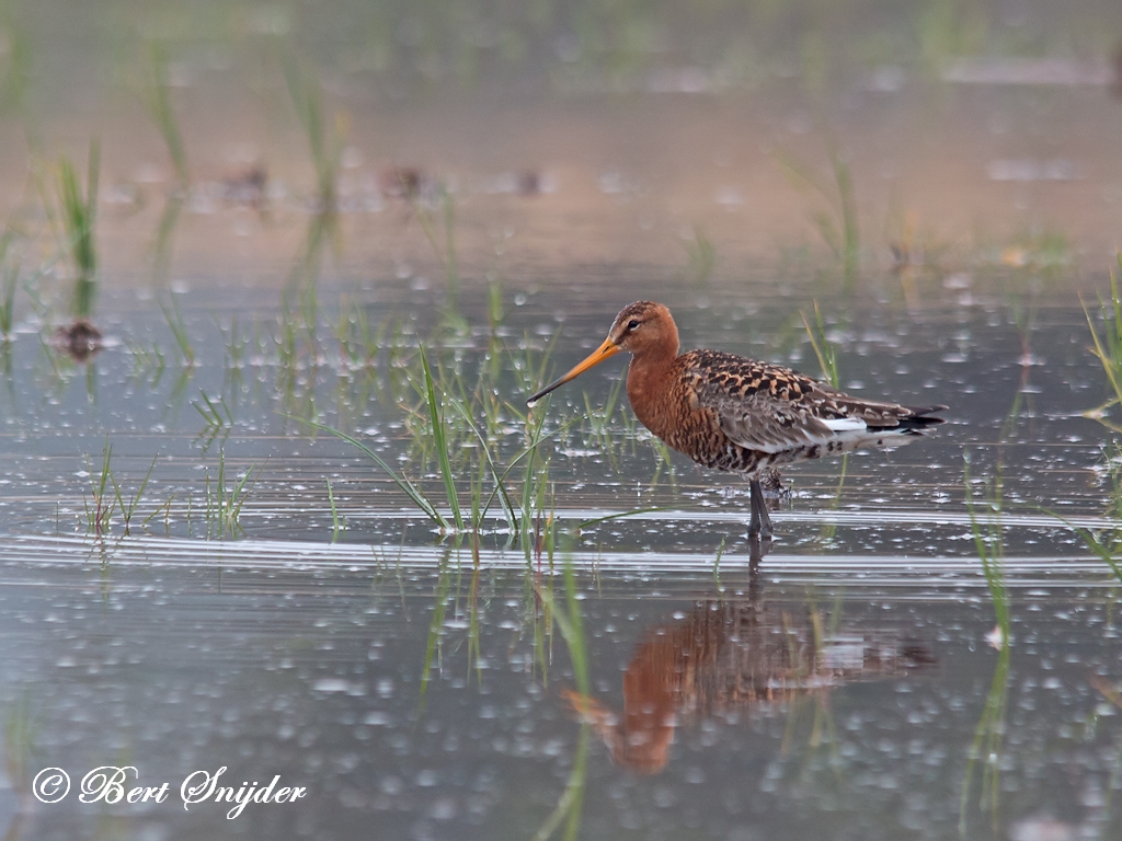 Icelandic Black-tailed Godwit Birding Portugal