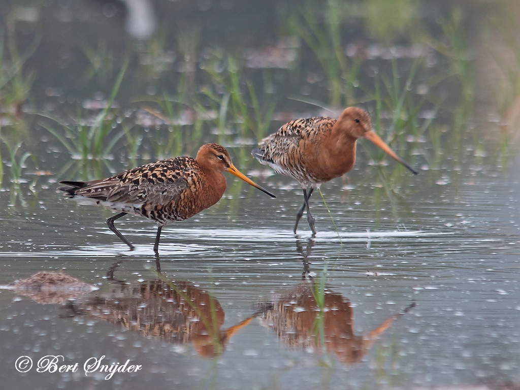 Icelandic Black-tailed Godwit Birding Portugal