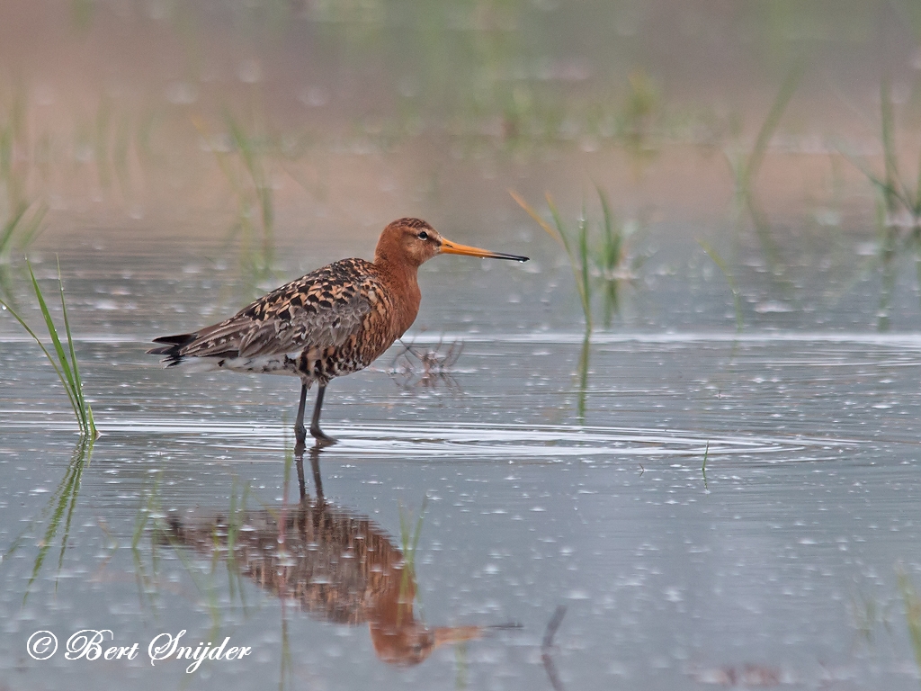 Icelandic Black-tailed Godwit Birding Portugal