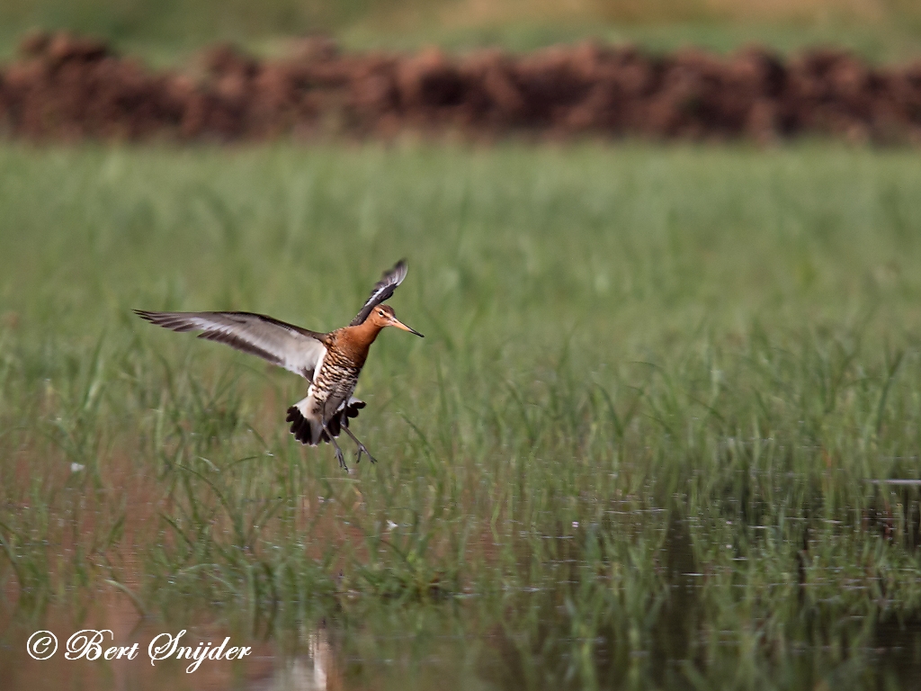 Icelandic Black-tailed Godwit Birding Portugal