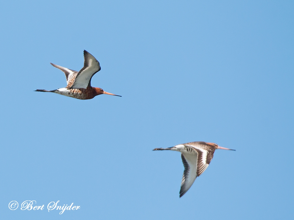 Icelandic Black-tailed Godwit Birding Portugal