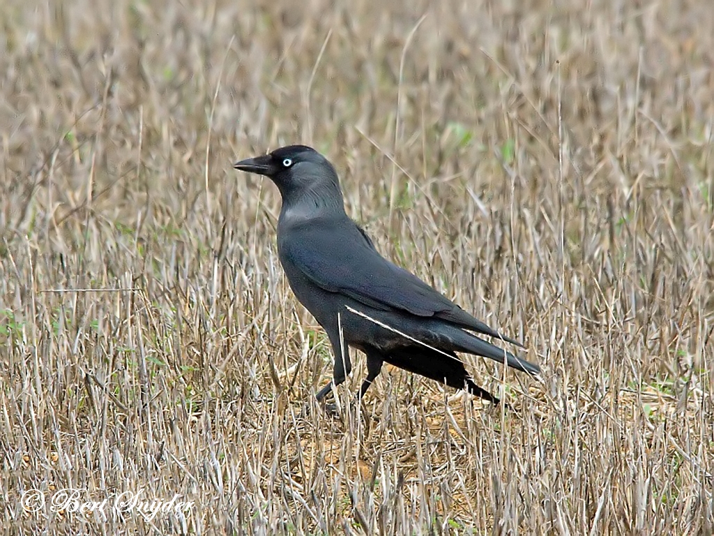 Jackdaw Birding Portugal