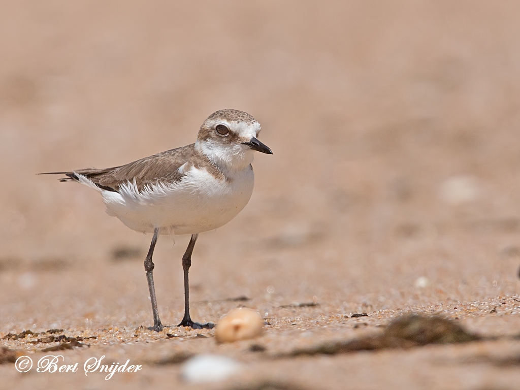 Kentish Plover Birding Portugal