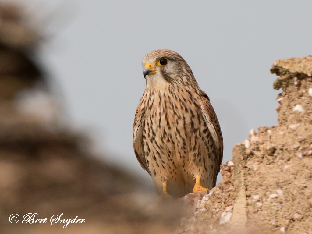 Kestrel Birding Portugal