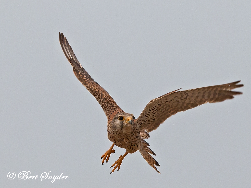 Kestrel Birding Portugal