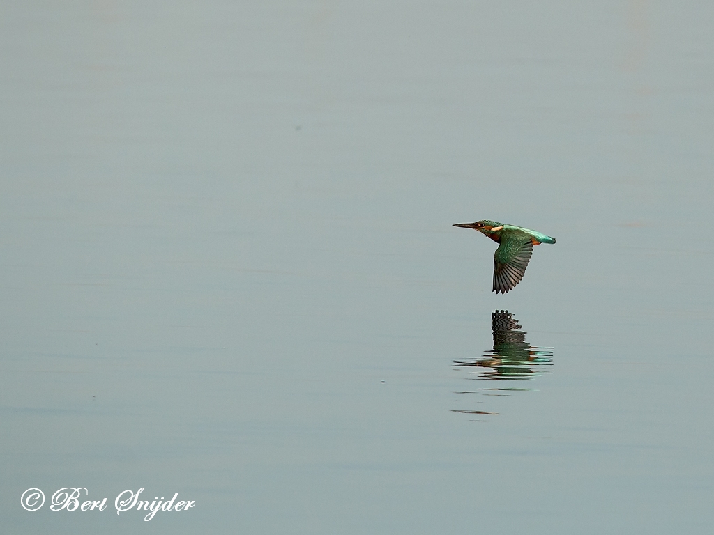 Kingfisher Birding Portugal