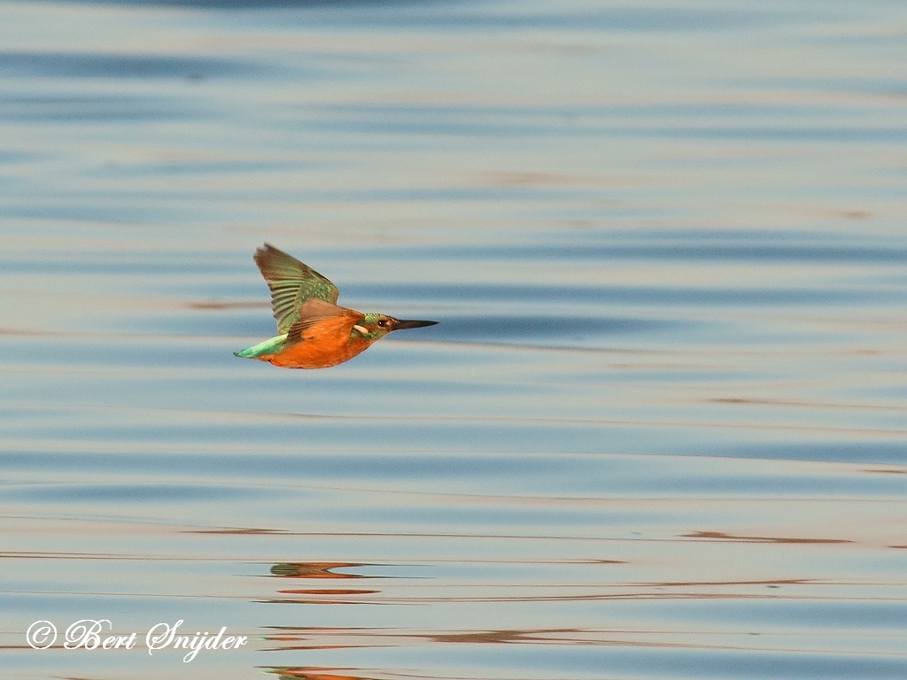 Kingfisher Birding Portugal