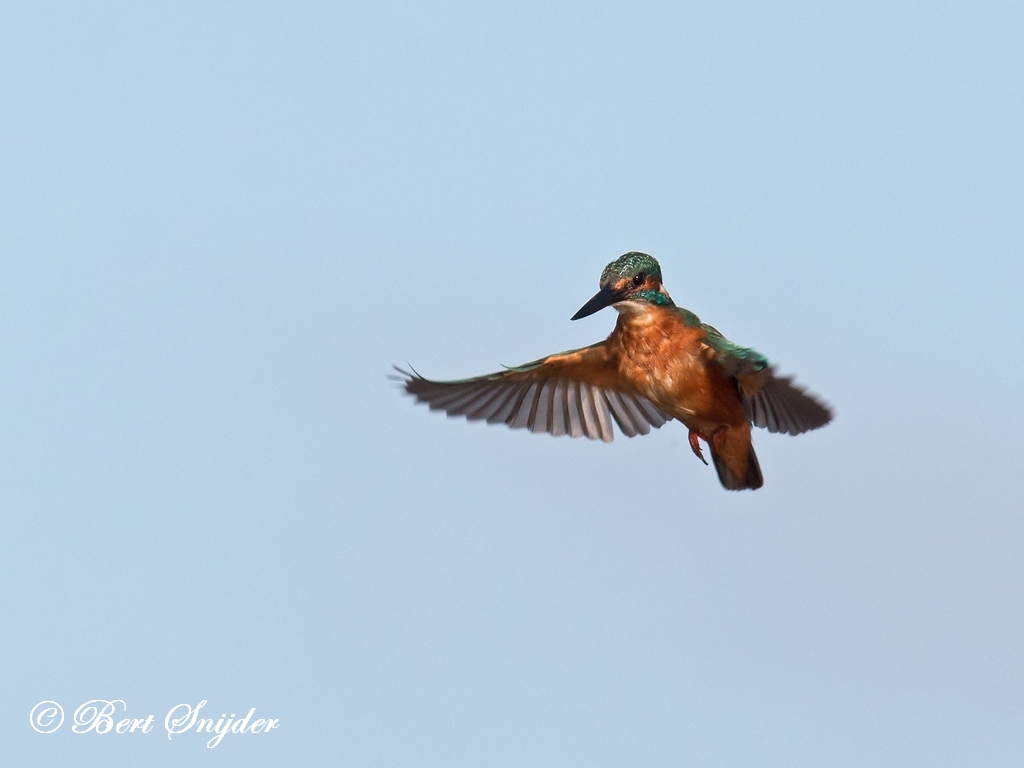 Kingfisher Birding Portugal