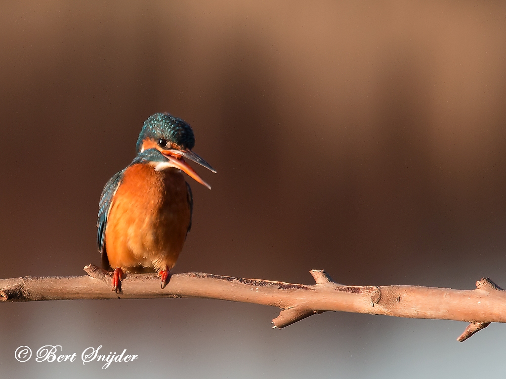 Kingfisher Birding Portugal