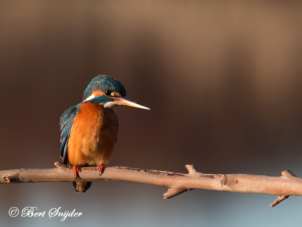 Kingfisher Birding Portugal