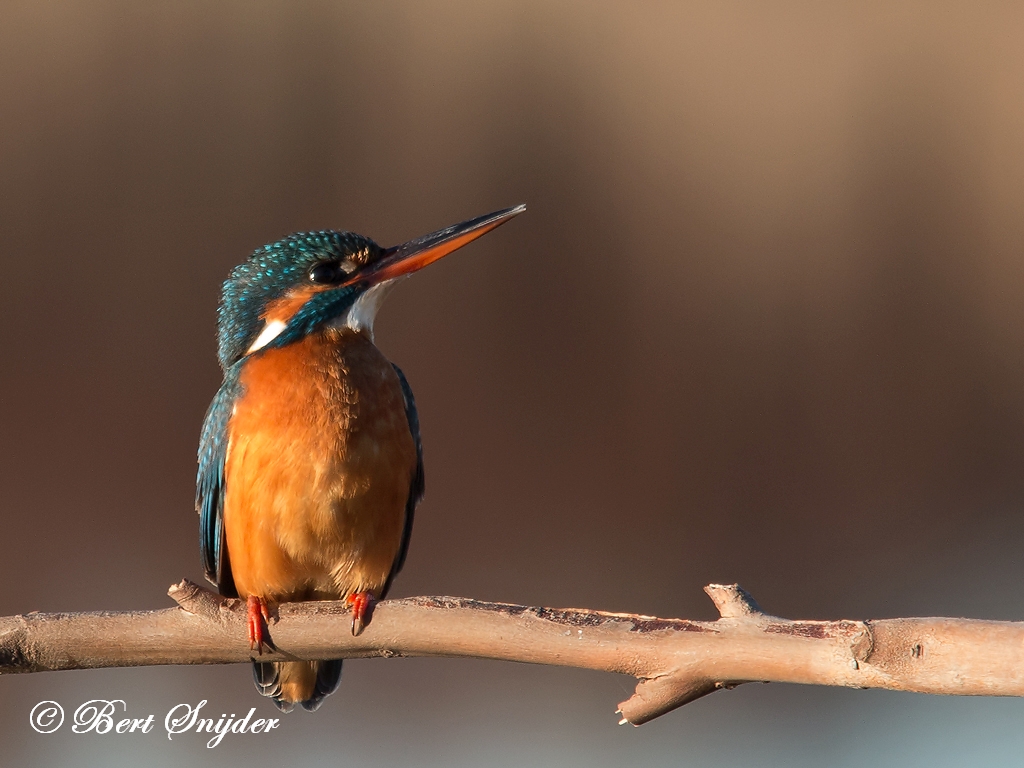 Kingfisher Birding Portugal