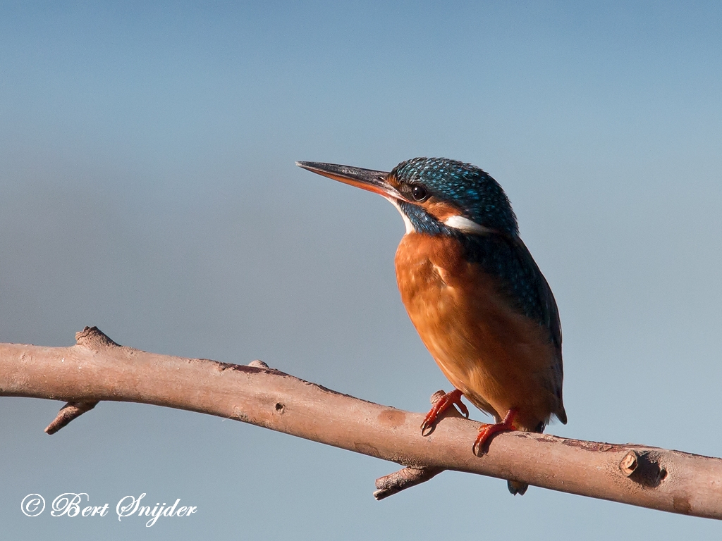 Kingfisher Birding Portugal