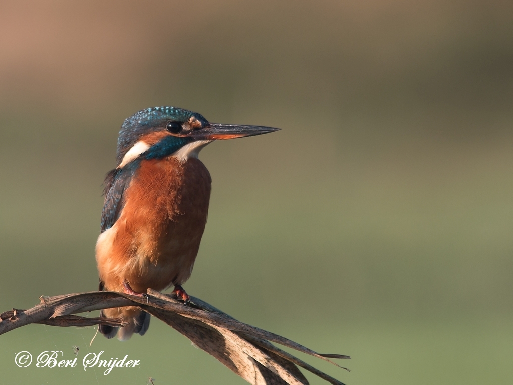 Kingfisher Birding Portugal