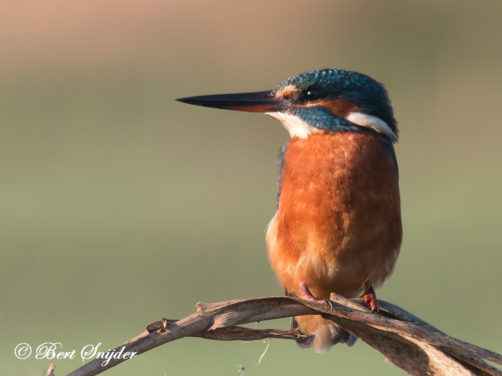 Kingfisher Birding Portugal