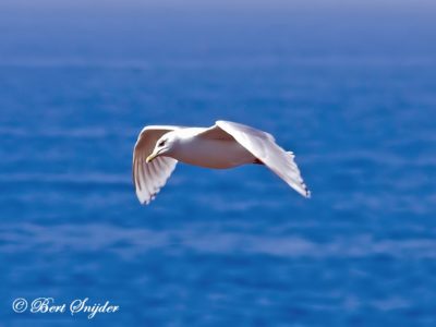 Kumlien´s Gull Birding Portugal