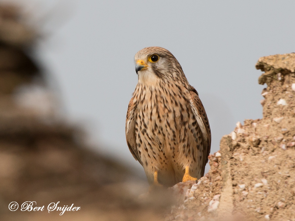 Lesser Kestrel Birding Portugal