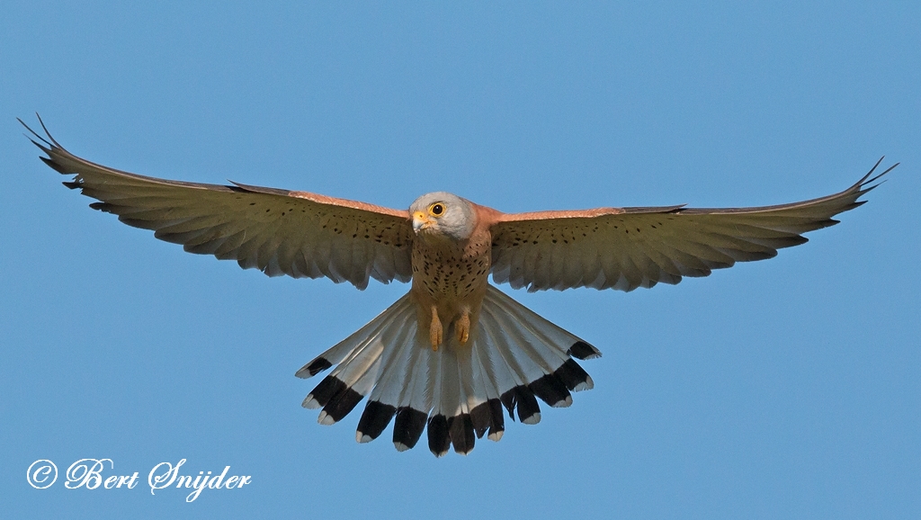 Lesser Kestrel Birding Portugal