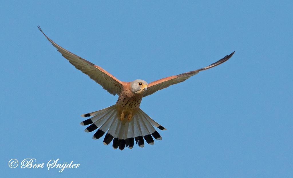 Lesser Kestrel Birding Portugal