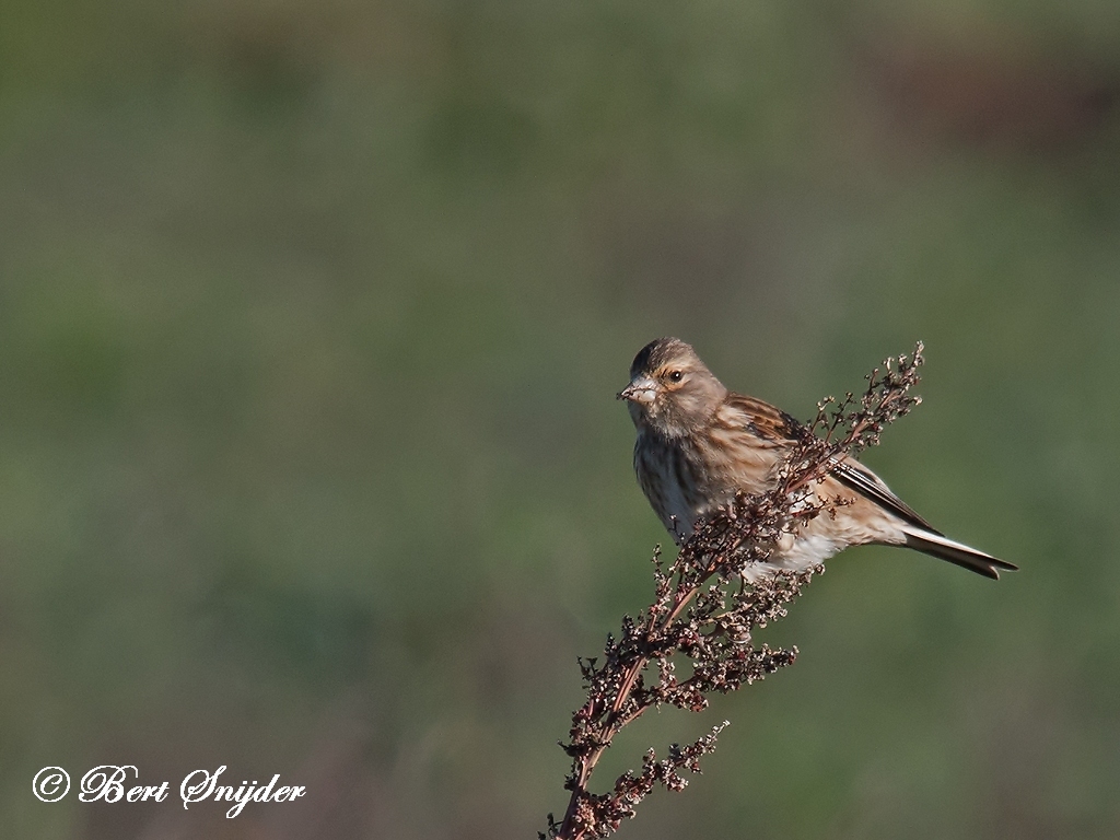 Linnet Bird Hide BSP5 Portugal