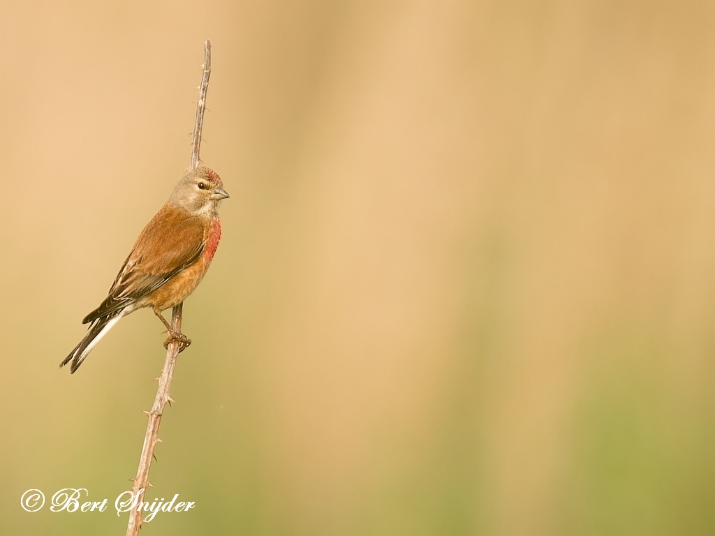 Linnet Birding Portugal