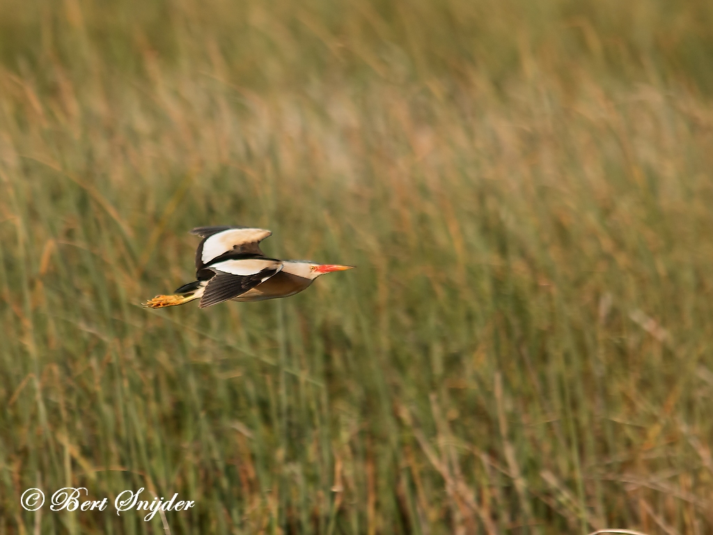 Little Bittern Birding Portugal