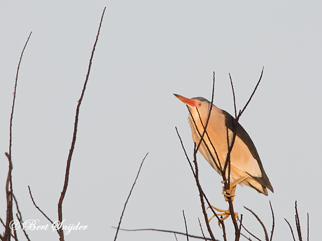 Little Bittern Bird Hide BSP3 Portugal