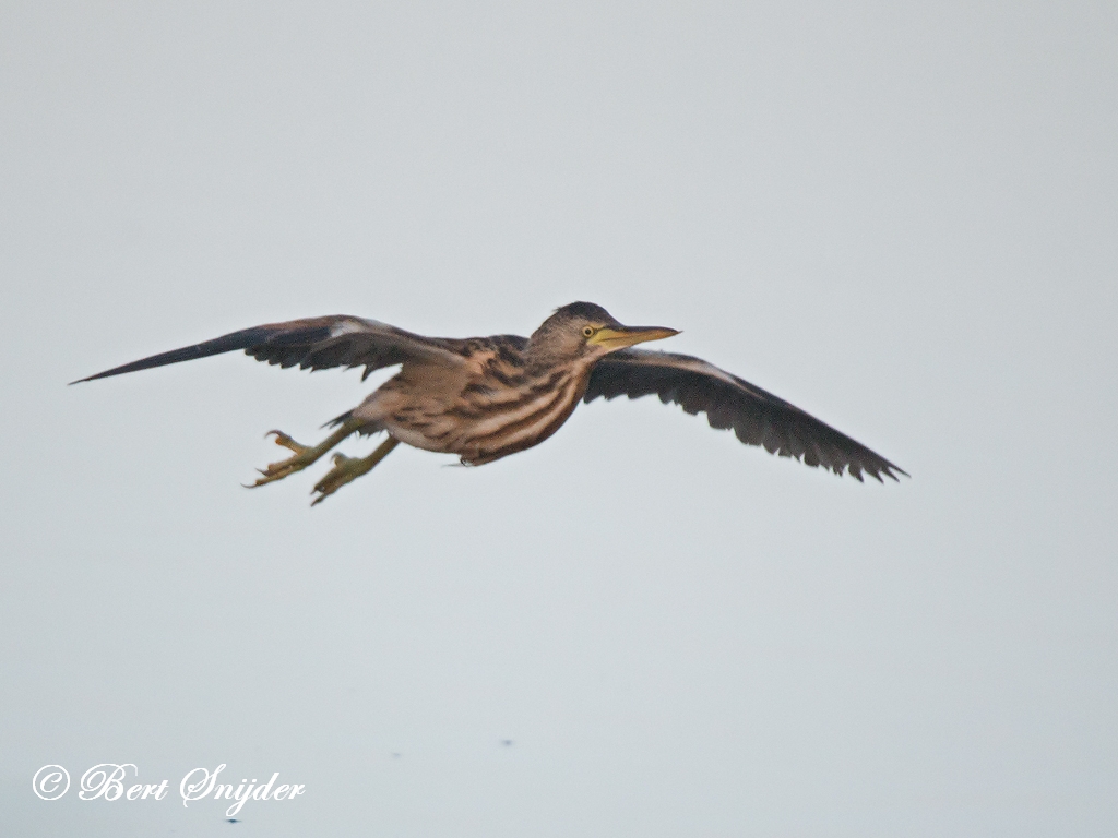 Little Bittern Birding Portugal